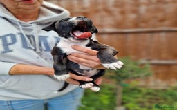 Staffordshire Bull Terrier dogs for sale: KC Reg Staffy Pups – Beautiful Chunky Puppys - Image 19