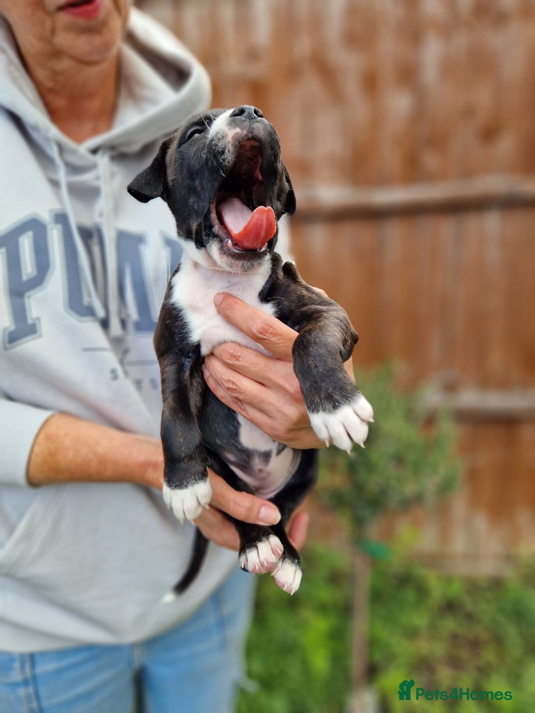 Staffordshire Bull Terrier dogs for sale: KC Reg Staffy Pups – Beautiful Chunky Puppys - Image 19