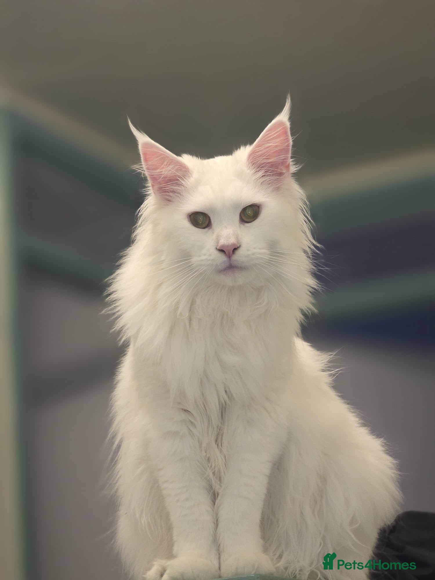 Maine Coon cats GCCF Registered MaineCoon Blue/Black Smoke & White - Advert 2