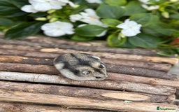 Hamster rodents for sale: Beautiful baby hamsters. Russian Dwarf and Syrian - Image 15