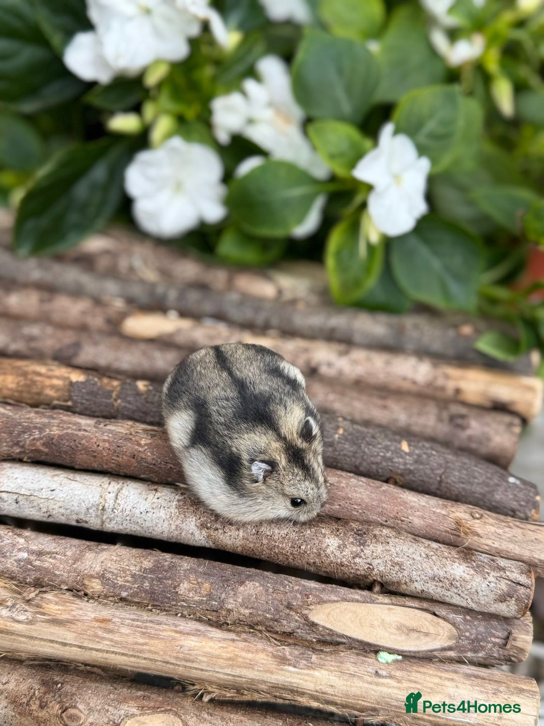 Hamster rodents for sale: Beautiful baby hamsters. Russian Dwarf and Syrian - Image 15