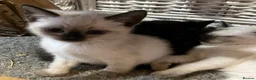 Ragdoll cats for sale: Ragdoll cross kittens.  - Advert 6