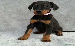 Dobermann dogs for sale: Kc Reg.European Blood lines Doberman Puppies - Image 24