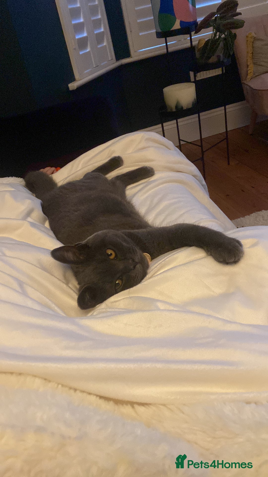British Shorthair cats for sale: Female Blue British Shorthair 2 years old  - Advert 5