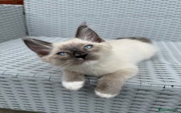 Mixed Breed cats for sale: Ragdoll x Mainecoon boy  - Image 2