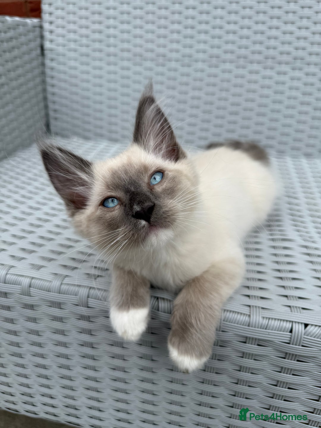 Mixed Breed cats for sale: Ragdoll x Mainecoon boy  - Image 2