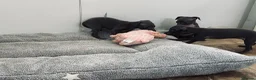 Italian Greyhound dogs for sale: BEAUTIFUL ITALIAN GREYHOUND PUPPIES  - Advert 6