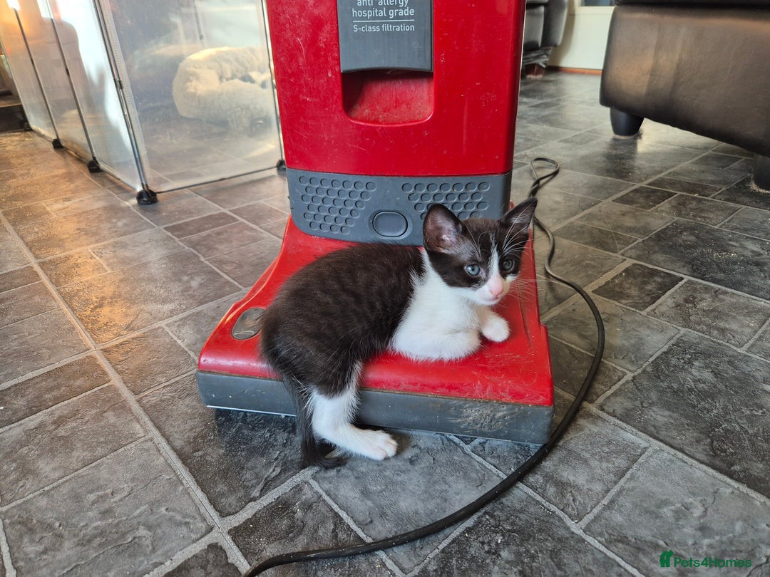 Mixed Breed cats for sale: Fluffy kittens - Image 6