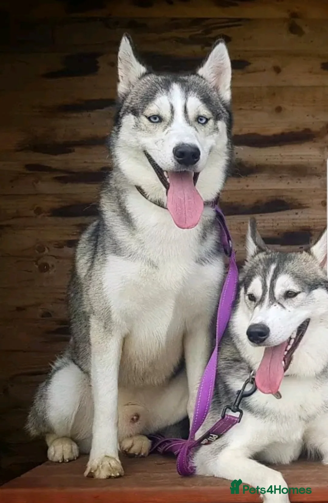 Siberian Husky dogs for stud: DANAMELI TITAN KING - Proven Health Tested Stud in Glasgow - Advert 11