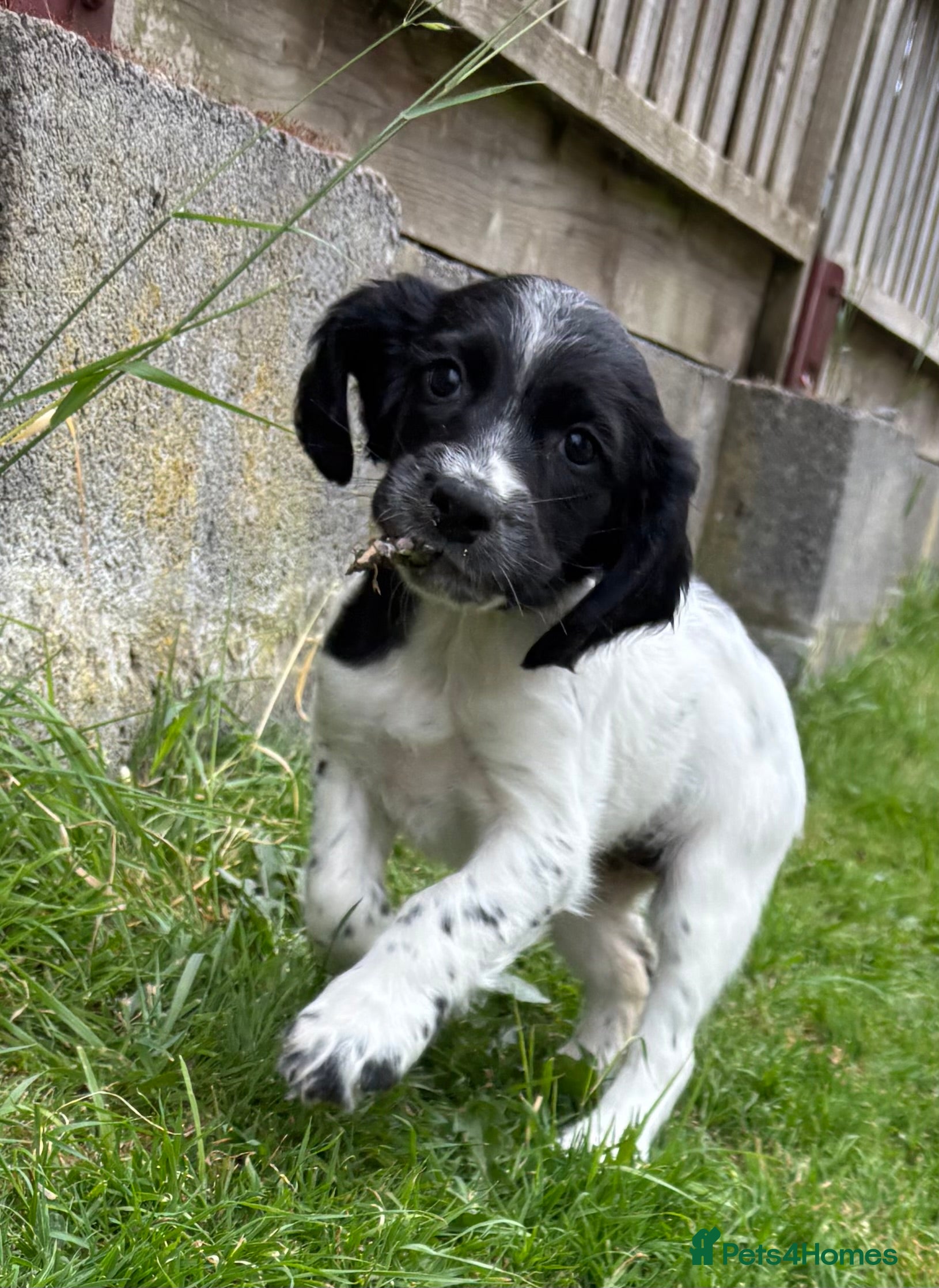 Sprocker dogs Sprocker x Spaniel Puppies - Advert 2