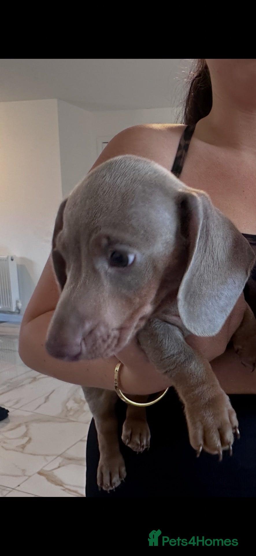Dachshund dogs Ronnie and Reggie 💙💙 ready now - Advert 5