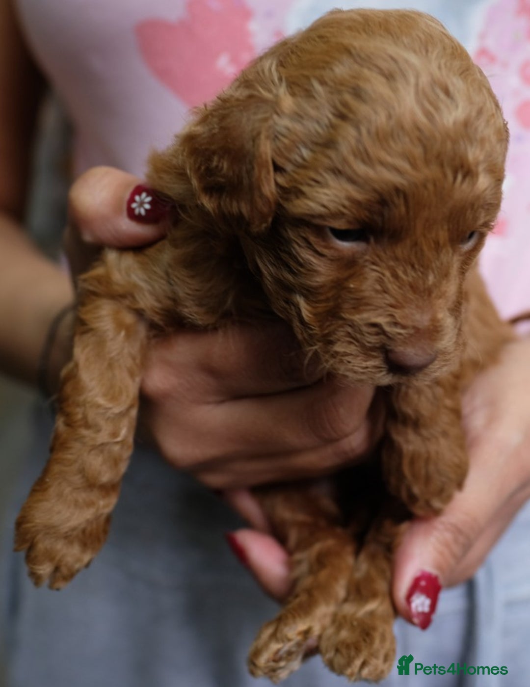 Toy Poodle dogs for sale: Gorgeous KC registered Red Toy Poodle pups - Image 10