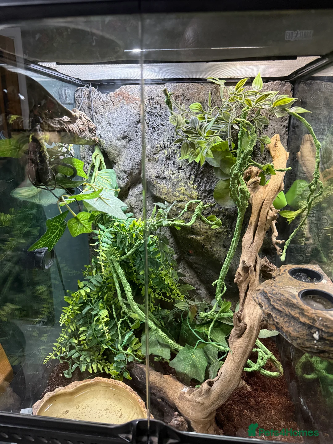 Gecko reptiles for sale: Crested geckos and full setups in Market Rasen - Advert 4