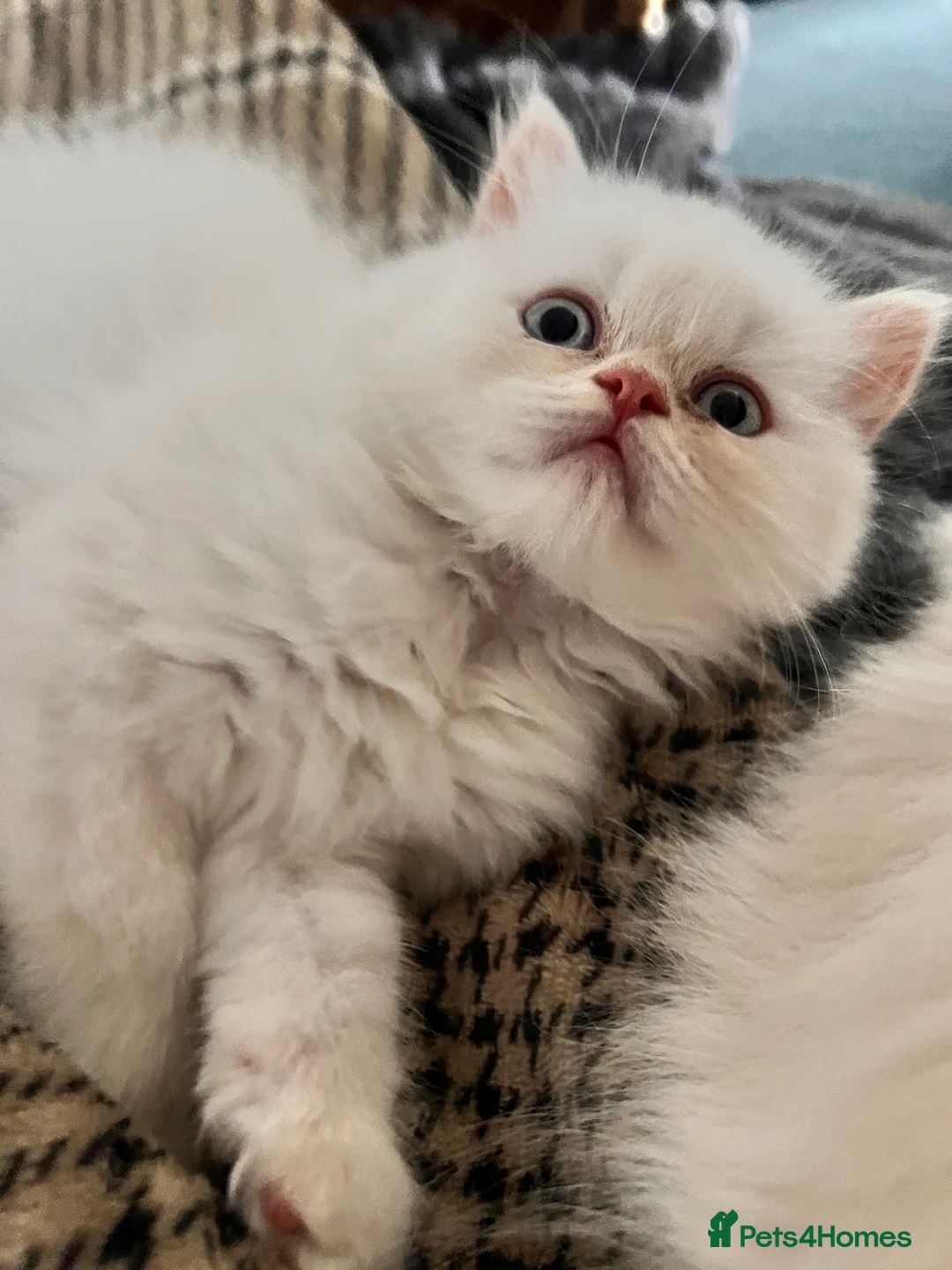 British Longhair cats for sale: One boy leftKittensPersianMumRegistered BLH Dad - Advert 1