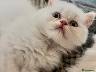 British Longhair cats One boy leftKittensPersianMumRegistered BLH Dad - Advert 4