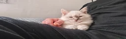 Ragdoll cats for sale: 5 Month Ragdoll Lilac Lynx in Stockport - Advert 15