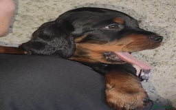 Gordon Setter dogs for sale: Gordon Setter Pups - Image 6