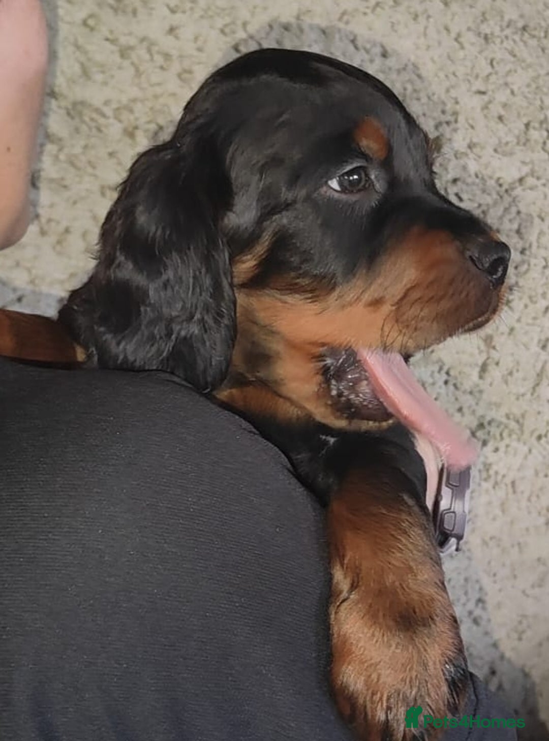 Gordon Setter dogs for sale: Gordon Setter Pups - Image 6