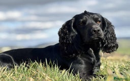 Cocker Spaniel dogs for stud: Champion Bred KC reg Health tested working Cocker - Image 1