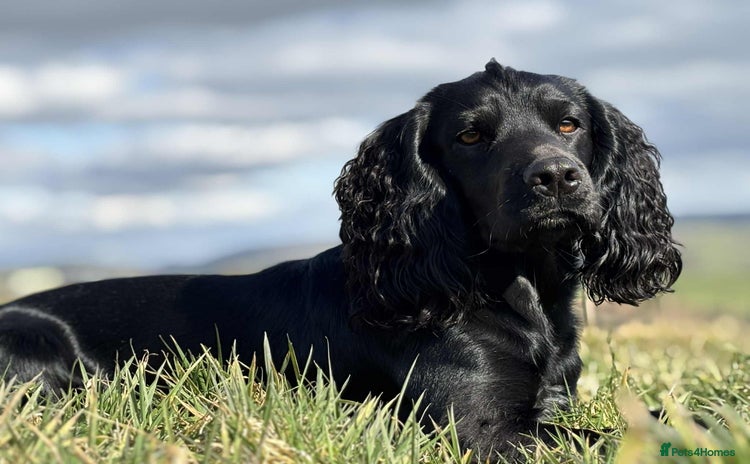 Cocker Spaniel dogs - Advert 9