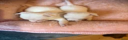 Chihuahua dogs for sale: Beautiful chihuahua boys  - Advert 7