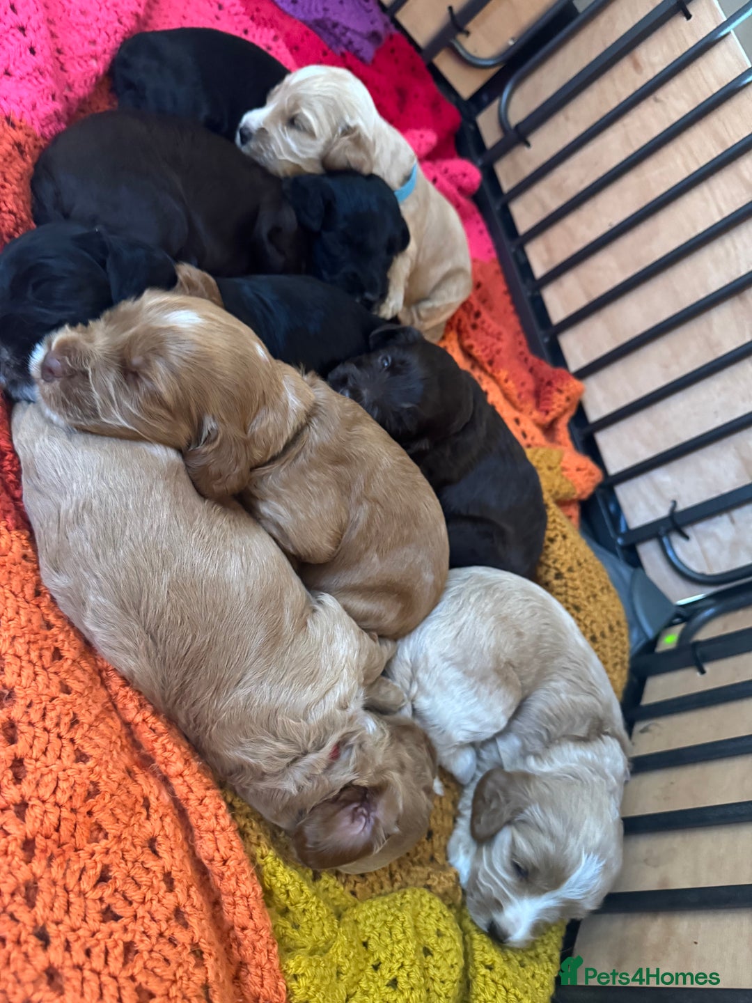 Cockapoo dogs for sale: 3 boy cockerpoos for sale  - Image 11