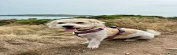 Mixed Breed dogs for sale: Lizzie - 4-year-old Beagle x Bichon Frisé, Dorset - Advert 7