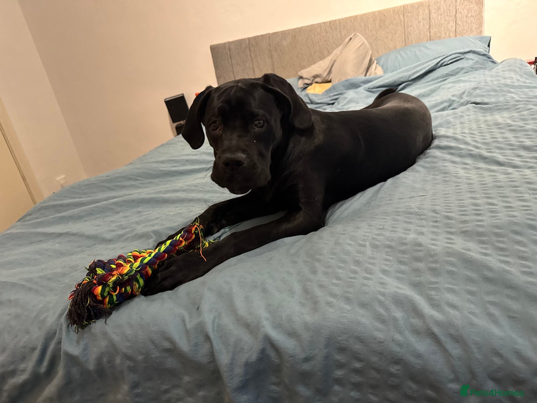Cane Corso dogs for sale: 1.5 year old cane corso  - Advert 6
