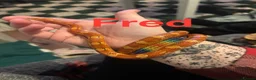 Snake reptiles for sale: Royal pythons, corns & Mexican king black snakes  - Advert 5