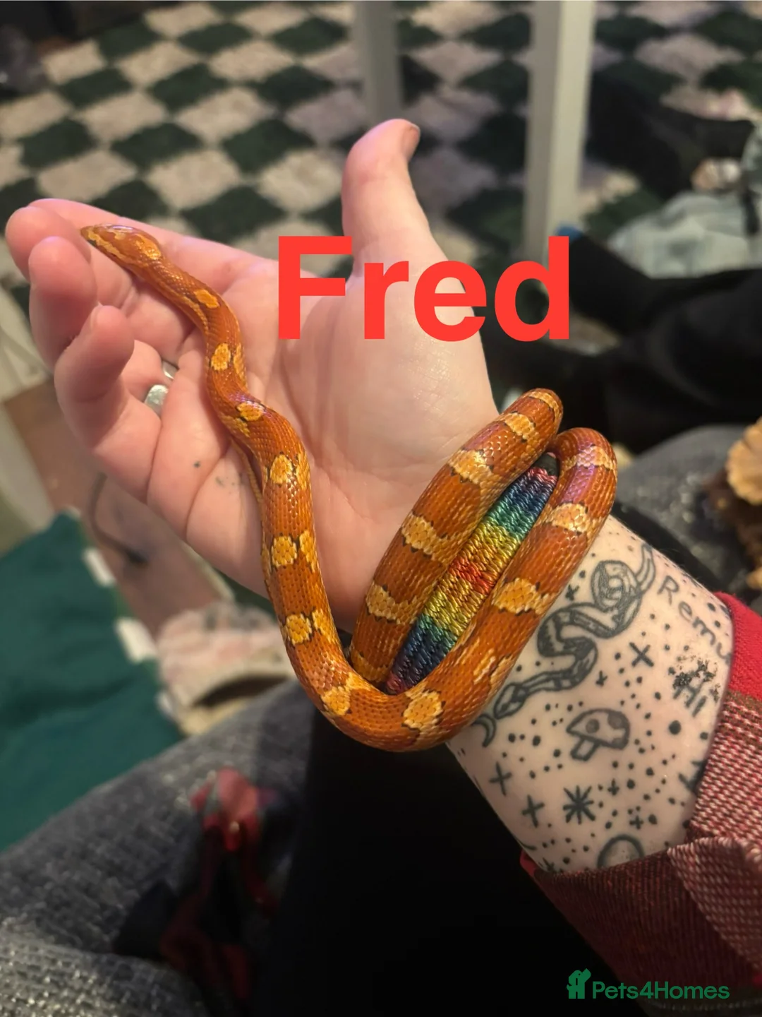Snake reptiles for sale: Royal python & Corn Snake - Advert 2