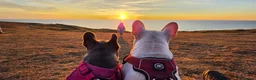 French Bulldog dogs for sale: Beautiful French bulldog dog merle puppies  - Advert 14