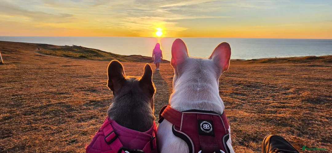 French Bulldog dogs for sale: Beautiful French bulldog dog merle puppies  - Advert 14