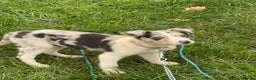 Border Collie dogs for sale: Blue Merle Border Collie - Advert 1