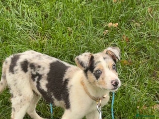 Border Collie dogs Blue Merle Border Collie - Advert 18