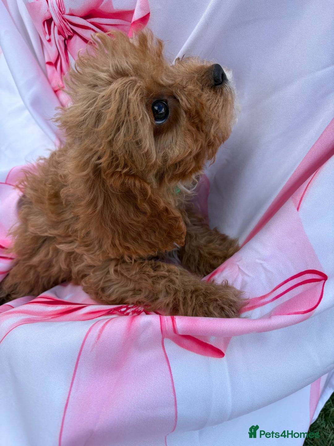 Cavapoo dogs for sale: 🐾💕💙STUNNING F1 CAVAPOOS 💙💕🐾 - Image 25