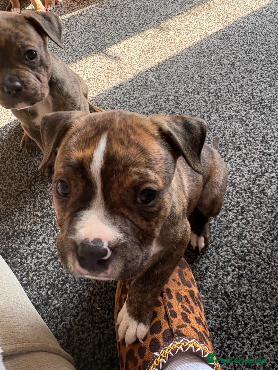Mixed Breed dogs for sale: *READY NOW* Tri Pocket bully x Staffy Puppies  - Advert 7
