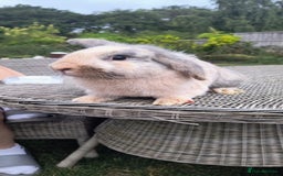 Mini Lop rabbits for sale: Mini lop *PLEASE READ* - Image 4