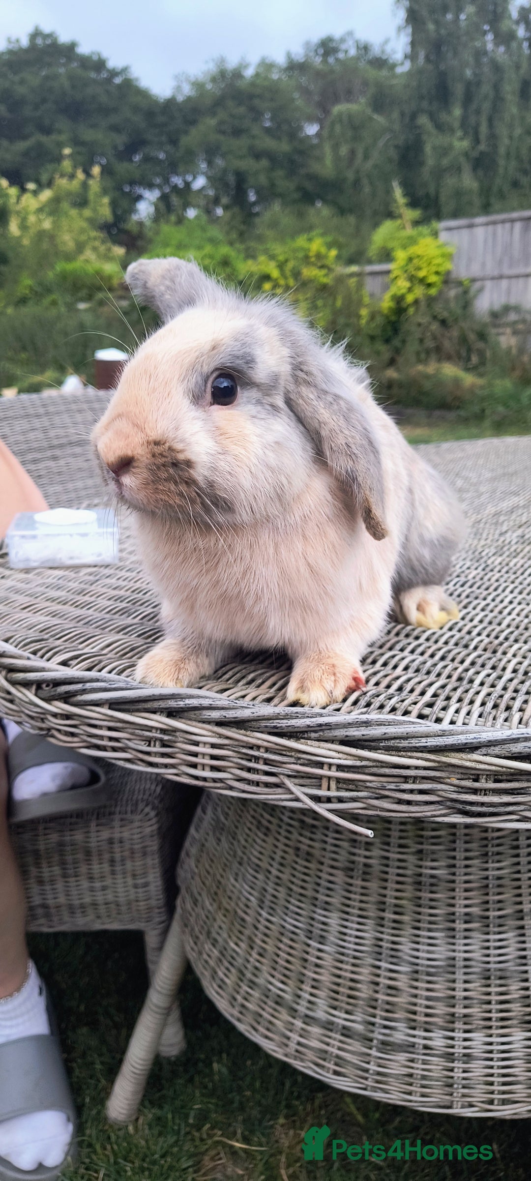 Mini Lop rabbits for sale: Mini lop *PLEASE READ* - Image 4