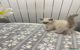 Ragdoll cats for sale: Ragdoll kittens ready now  - Image 2