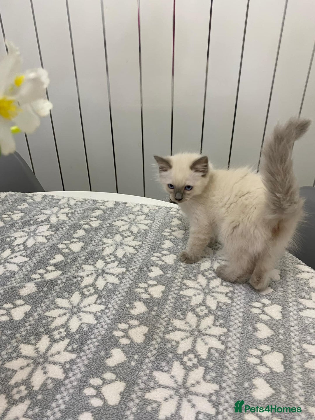 Ragdoll cats for sale: Ragdoll kittens ready now  - Image 2