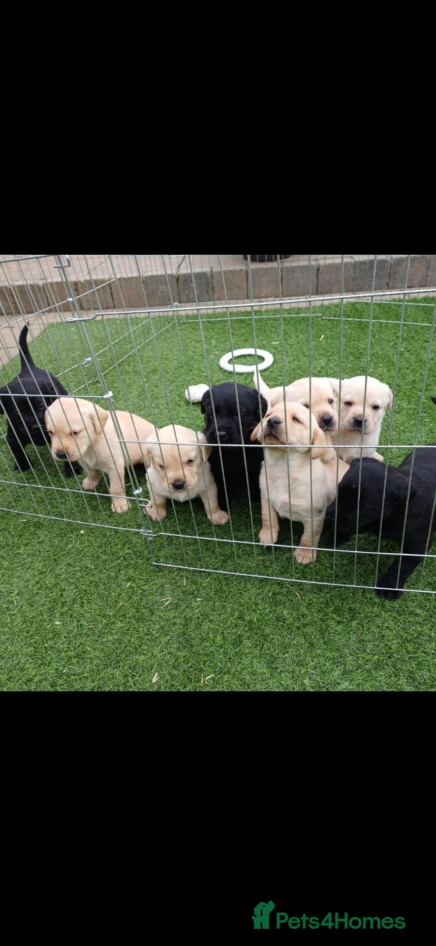 Labrador Retriever dogs Fittybank Working Labradors for sale - Advert 1