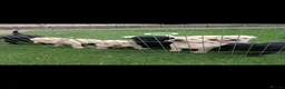 Labrador Retriever dogs for sale: Fittybank Working Labradors for sale - Advert 1
