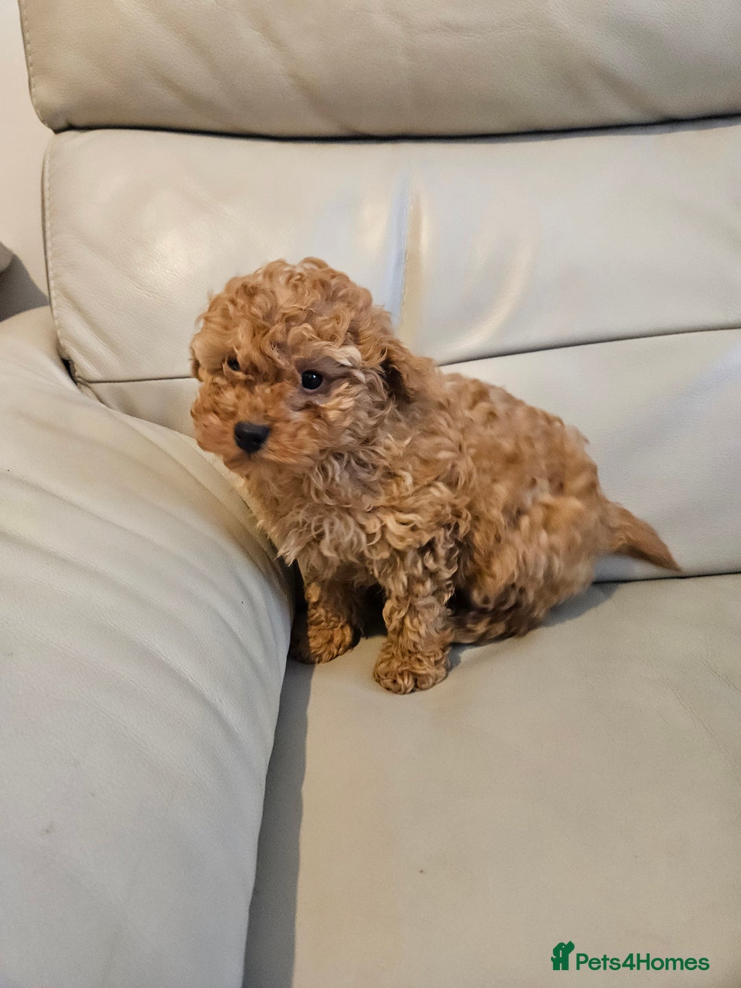 Toy Poodle dogs for sale: Last toy poodle boy remaining  - Advert 7