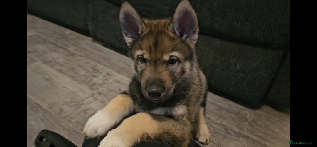 Mixed Breed dogs for sale: Husky × German Shepherd / Malamute Puppies - Advert 4