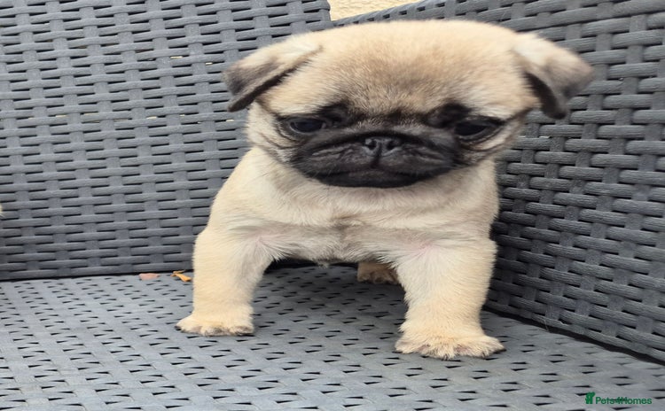Pug dogs - Advert 2