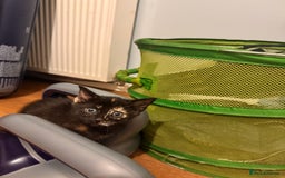 Domestic Shorthair cats for sale: 3 kittens for sale - Advert 7