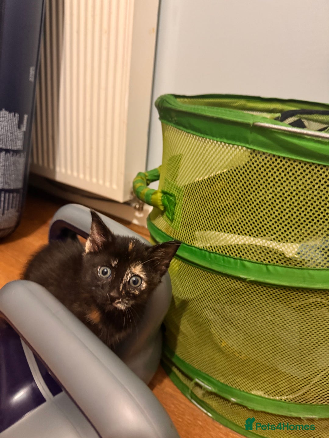 Domestic Shorthair cats for sale: 3 kittens for sale - Advert 7