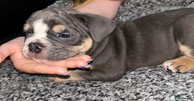 English Bulldog dogs - Advert 5