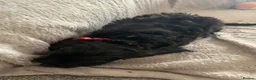 Cockapoo dogs for sale: Stunning cockapoos - Advert 19