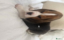 Beagle dogs for sale: Beagle puppies - Image 2